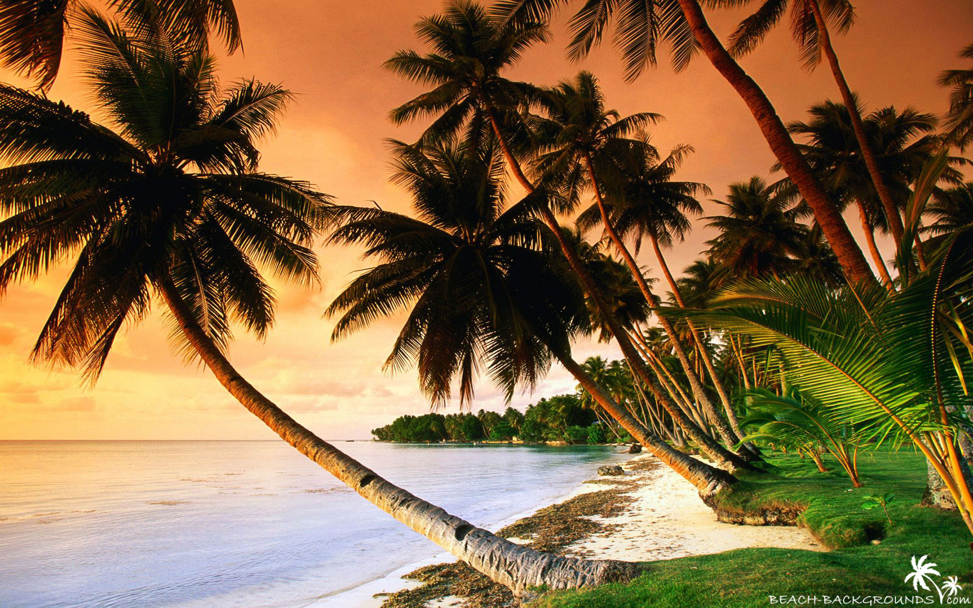Beautiful Beach Palm Trees On Sunset Wallpaper