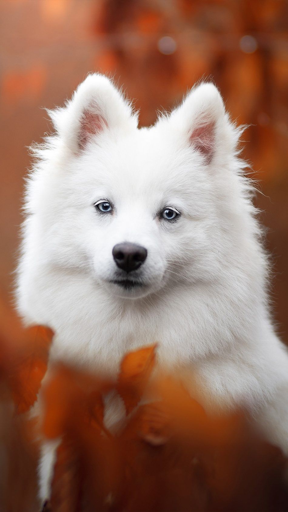 Spitz Pet Dog 4k Ultra HD Mobile Wallpaper Cute Baby Animals