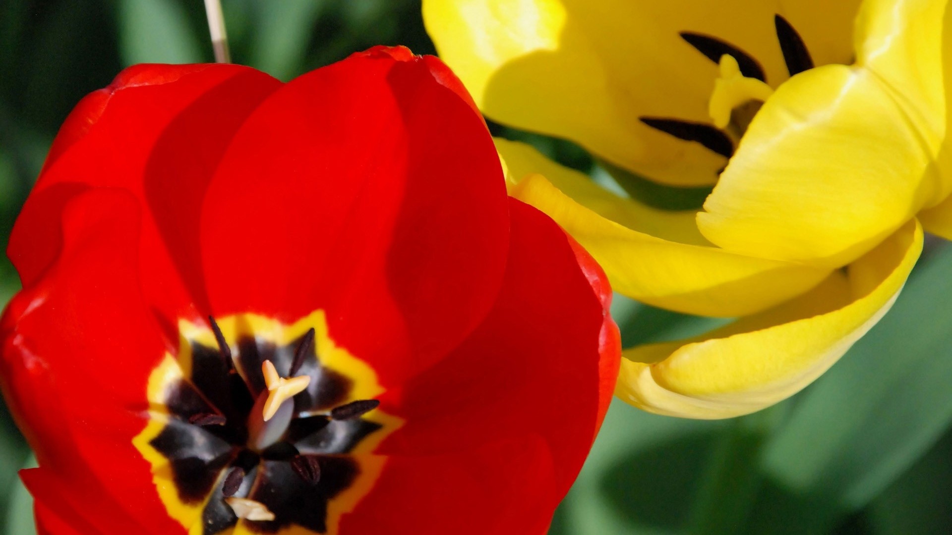 Red And Yellow Tulip Wallpaper