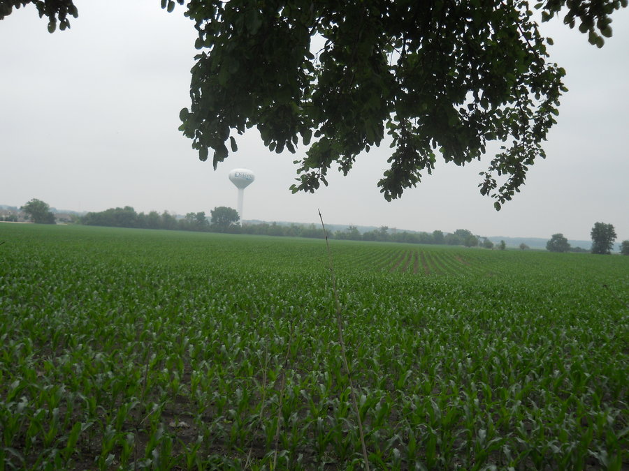 Illinois Corn Field Wallpaper