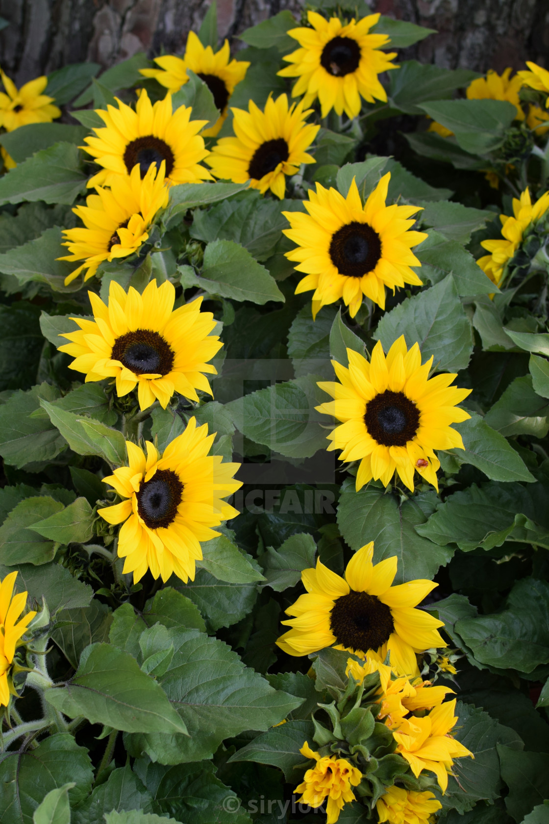 Helianthus Sunflowers Background License Or Print For