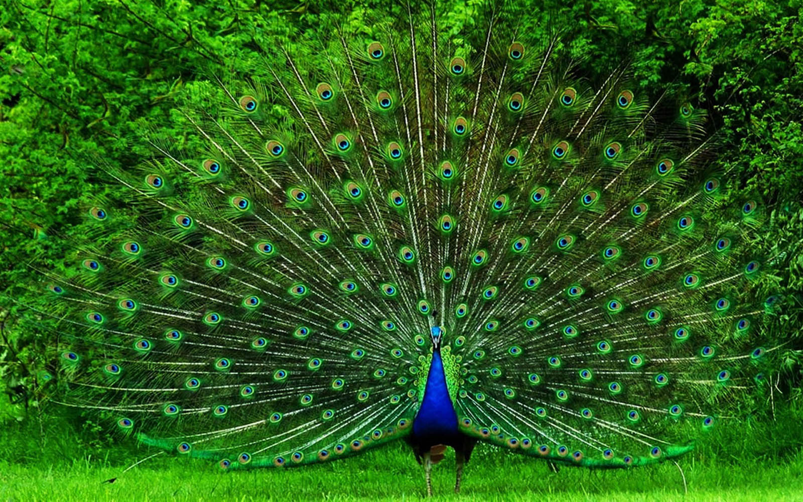 Peacock Wallpaper 28141 - Baltana