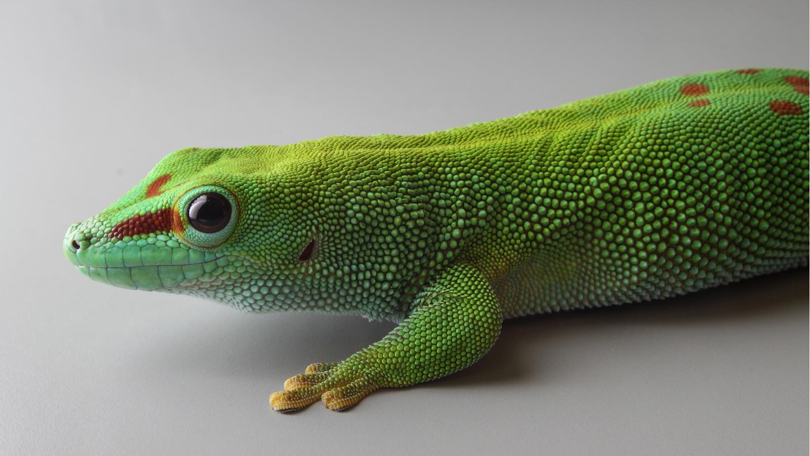 Madagascar Giant Day Gecko Wallpaper and Background Image
