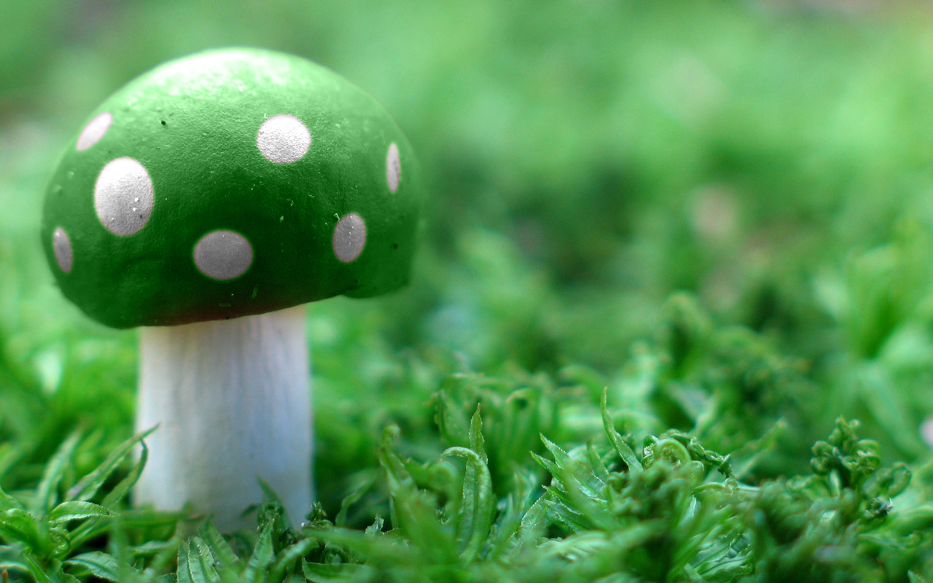 Green Mushroom Wide Wallpaper HD