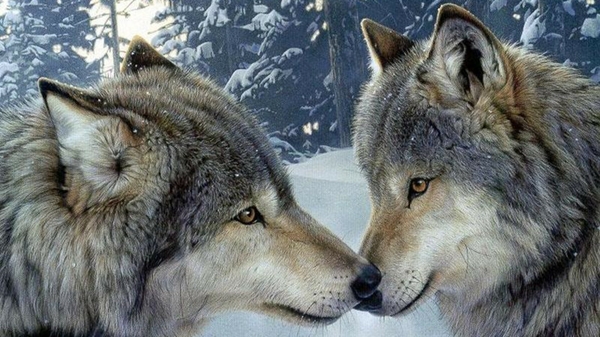 Snow Winter Forest Animals Wildlife Wolves Wallpaper