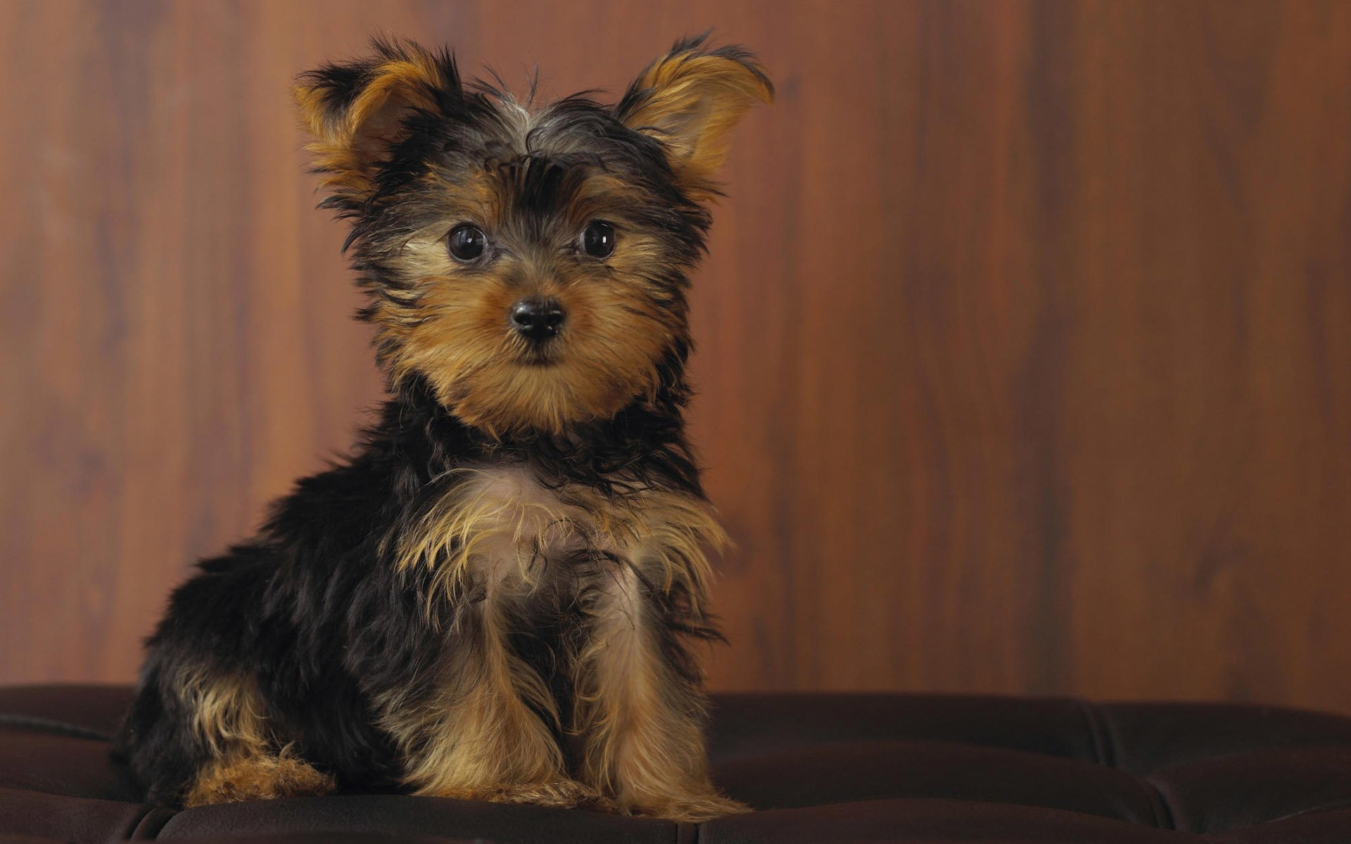Yorkshire Terrier HD Wallpaper Background Image