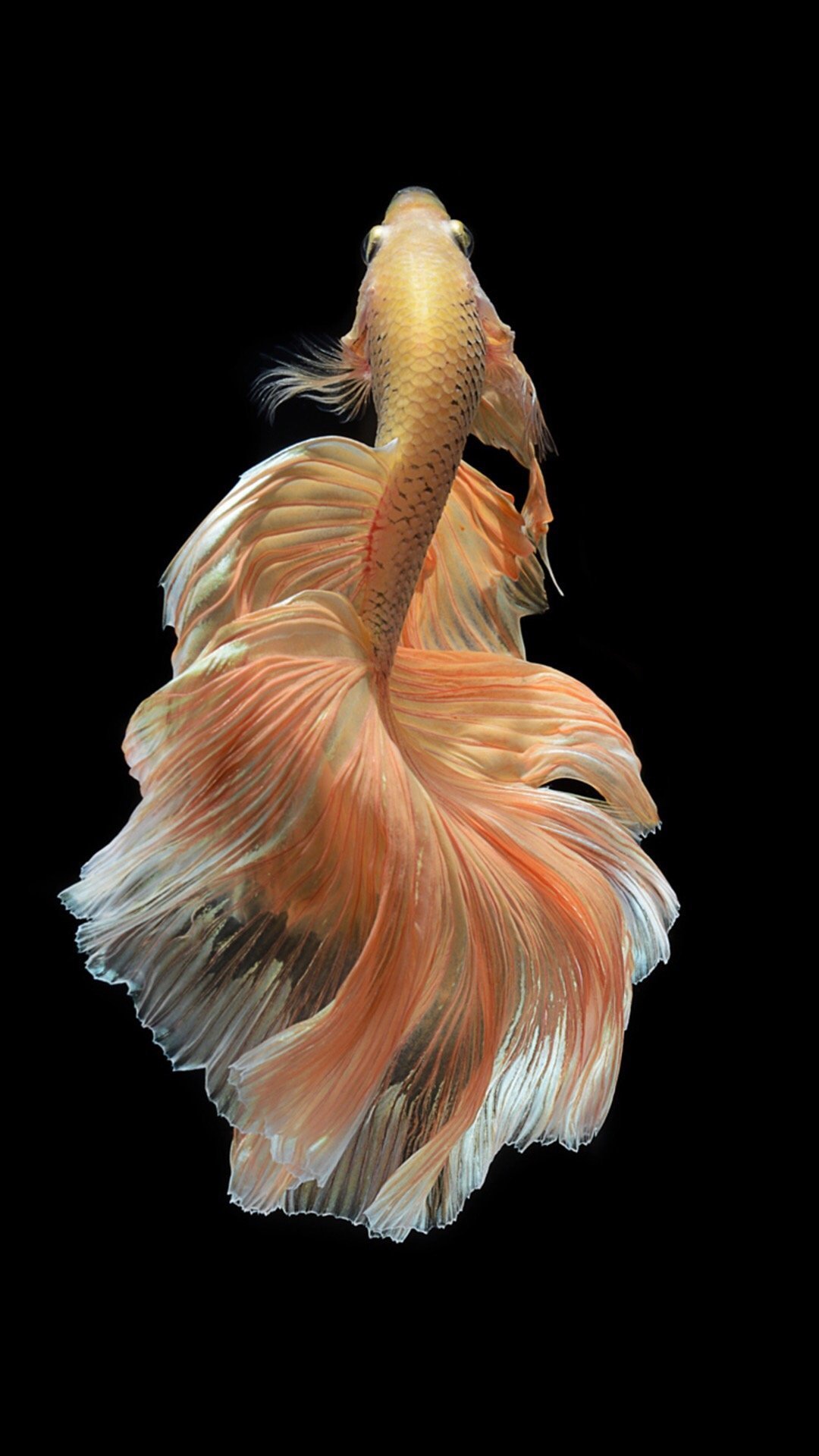 iPhone Fish Wallpaper