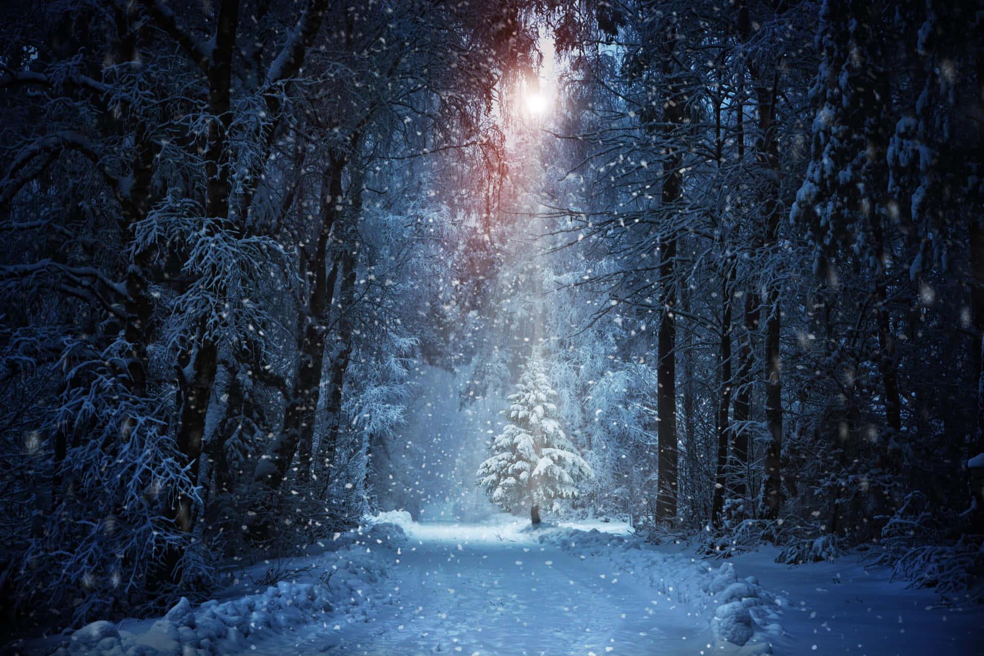 Winter Frost HD Desktop Wallpaper