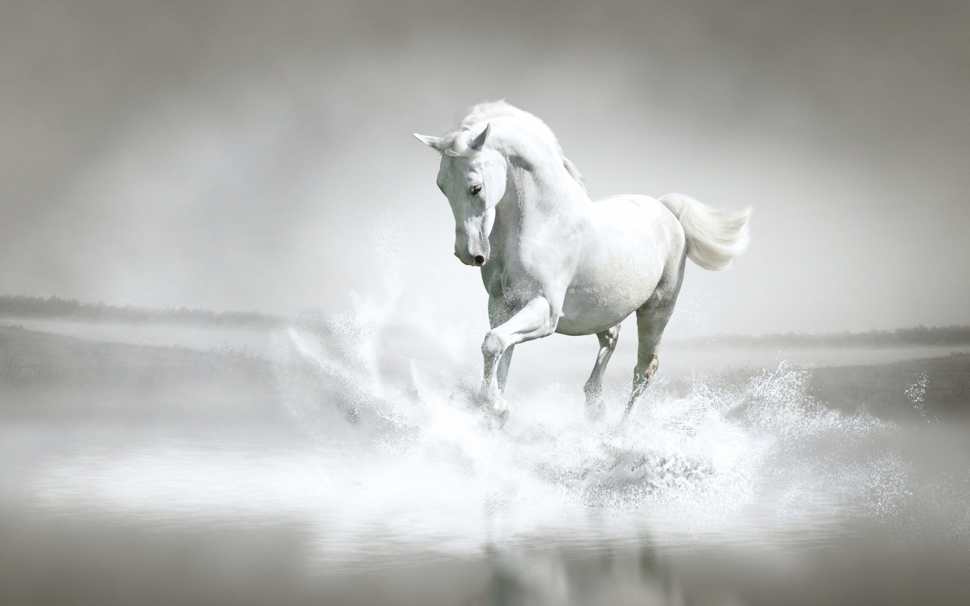 White Horse Background 6919710