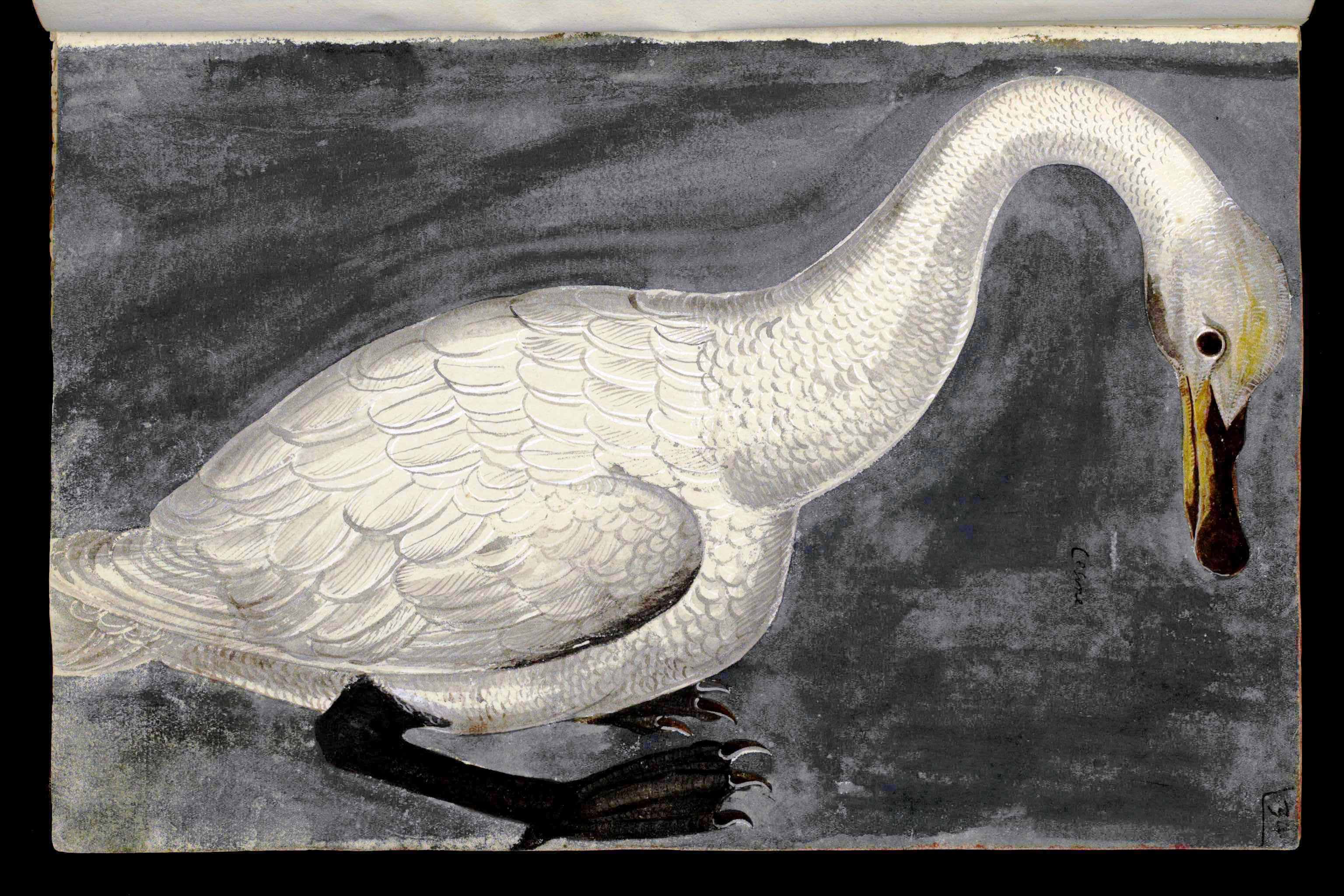 White Swan Animal Wallpaper