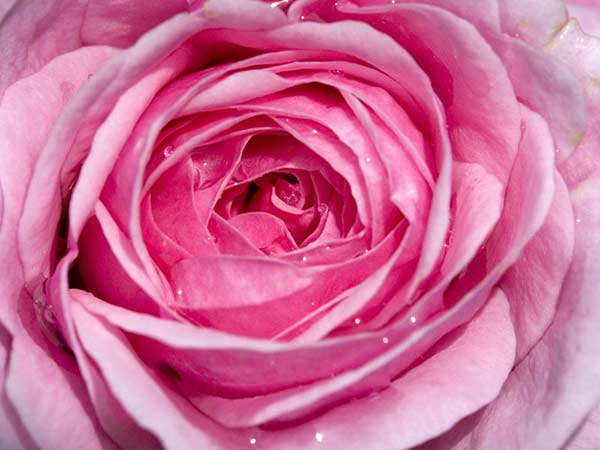 Desktop Background Of Morning Dew On A Beautiful Pink Rose Bloom