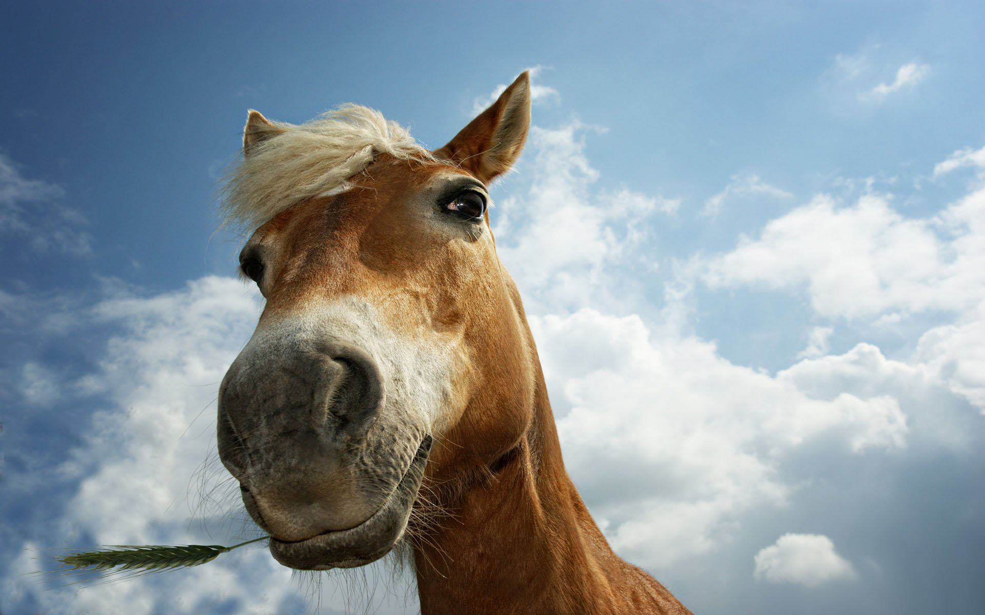 Back Wallpaper Original Grass Horses Horse