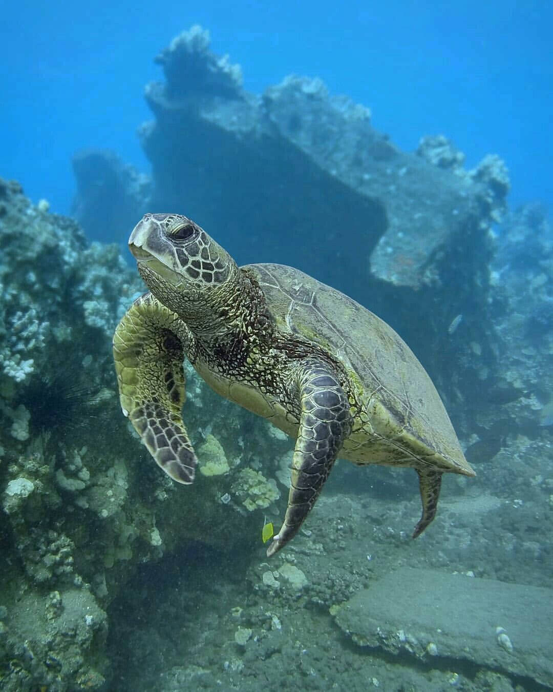 Cute Turtle Wallpaper