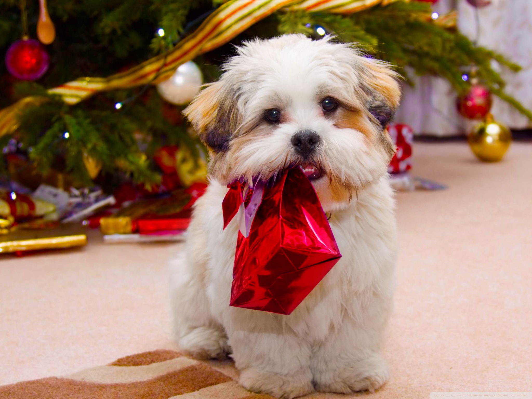 Cute Dog Christmas 4k HD Desktop Wallpaper For Ultra Tv