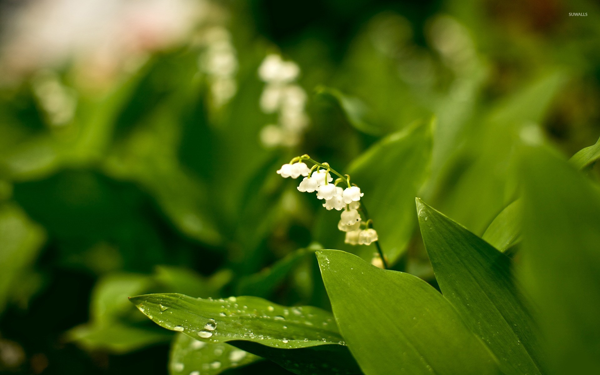Lily Of The Valley Wallpaper Flower