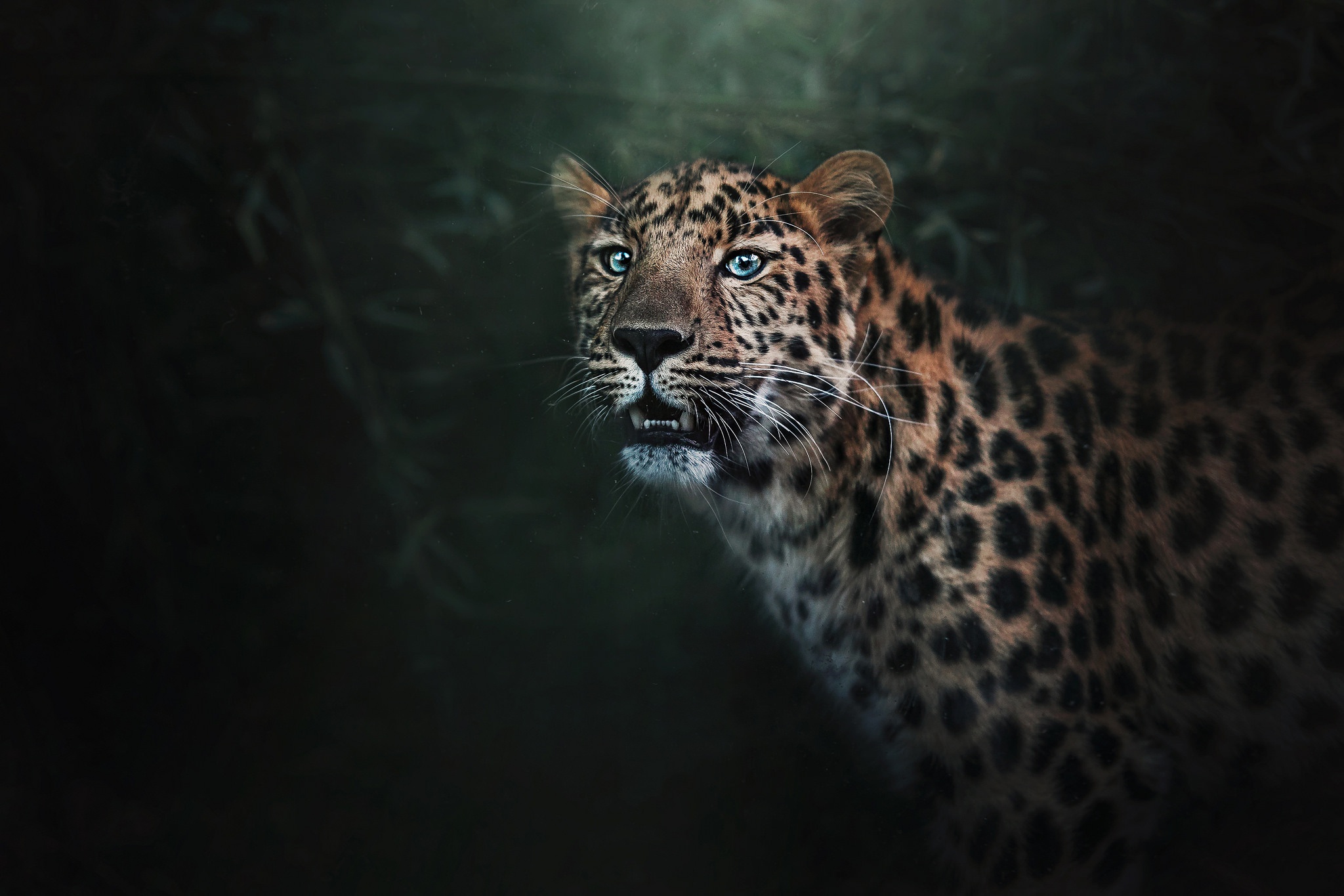 Wild Jaguar Wallpaper HD Animals 4k Image
