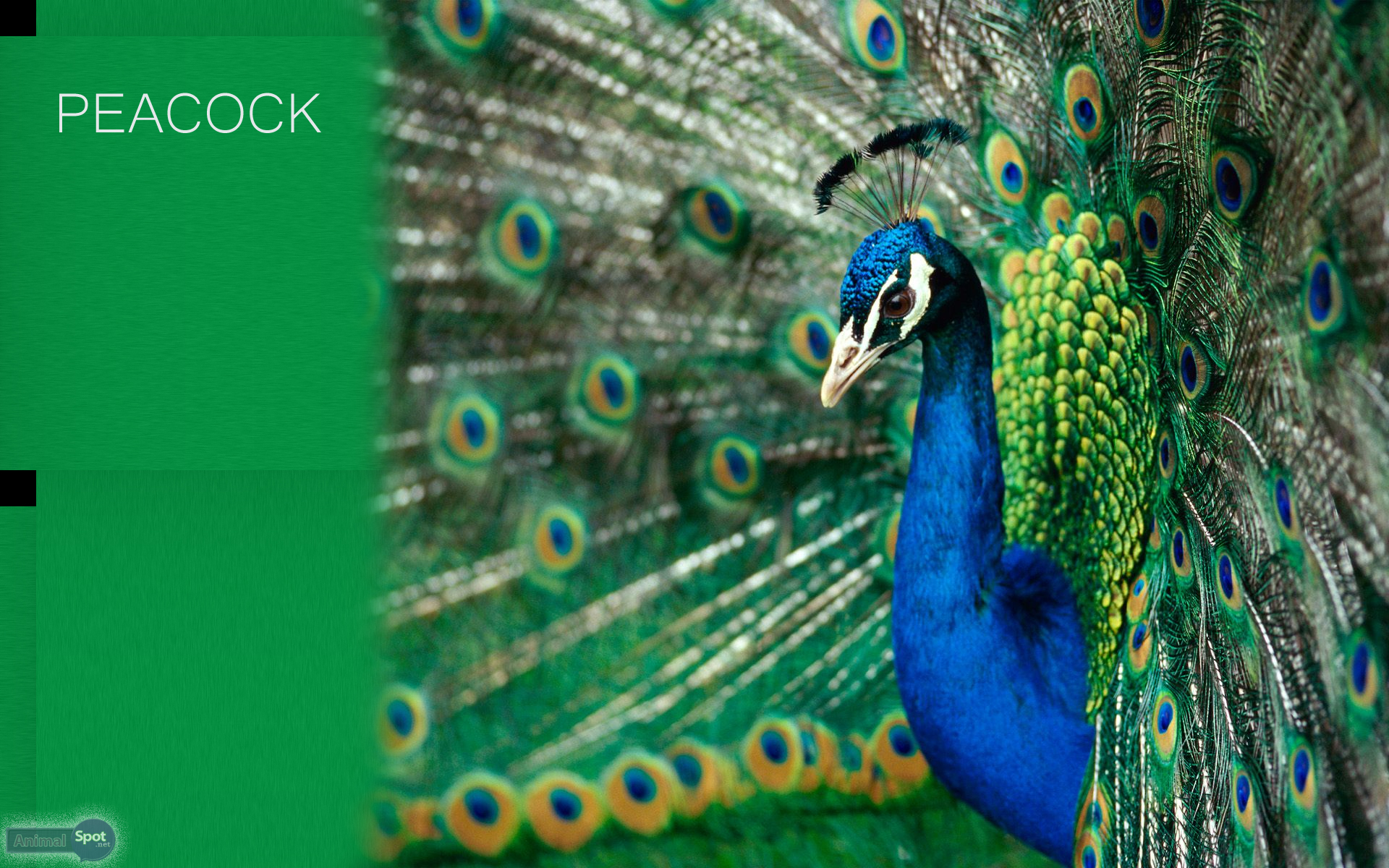 Peacock Desktop Wallpaper Feather