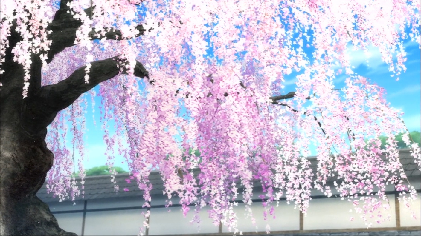 Wallpapers For  Cherry Blossom Tree Anime Wallpaper