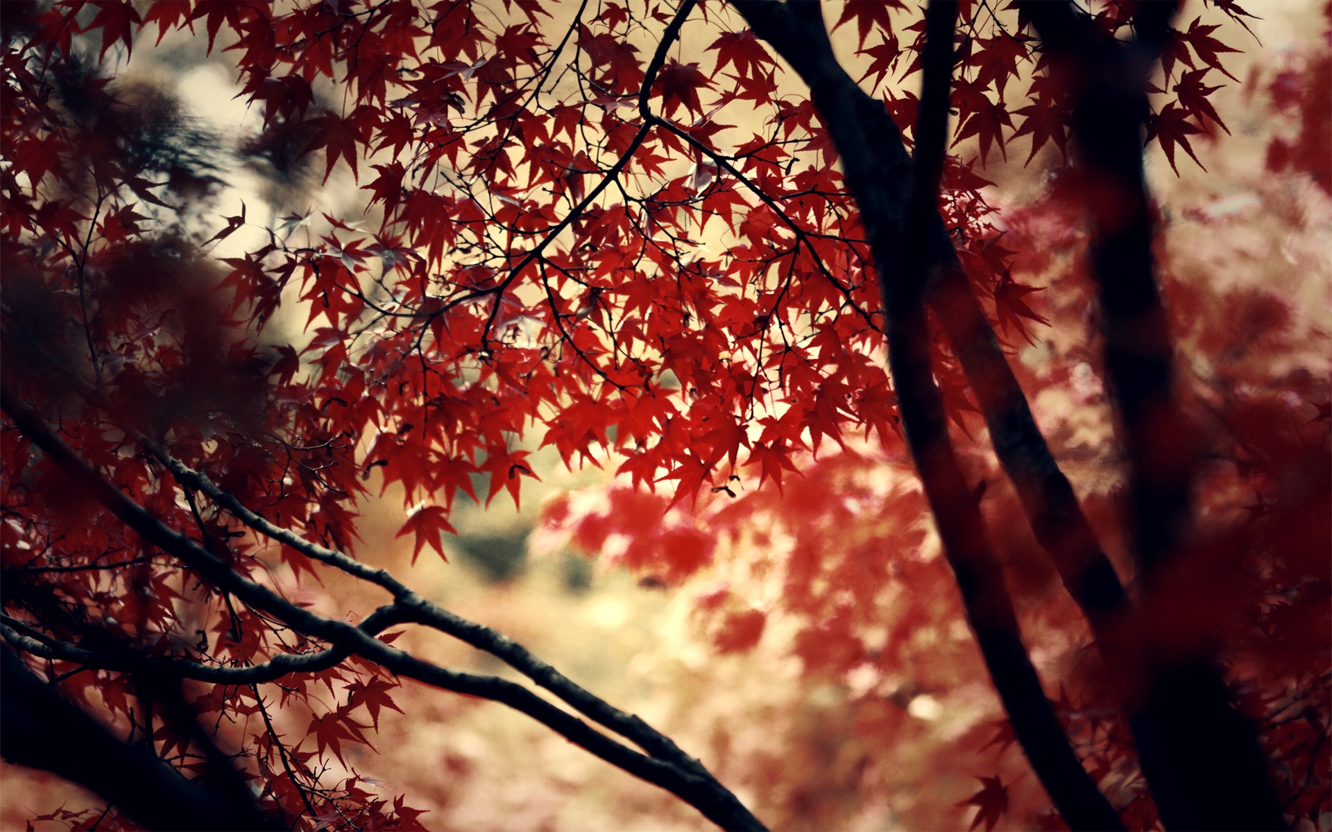 Red Maple Leaves Wallpaper Red wine hd wallpaper