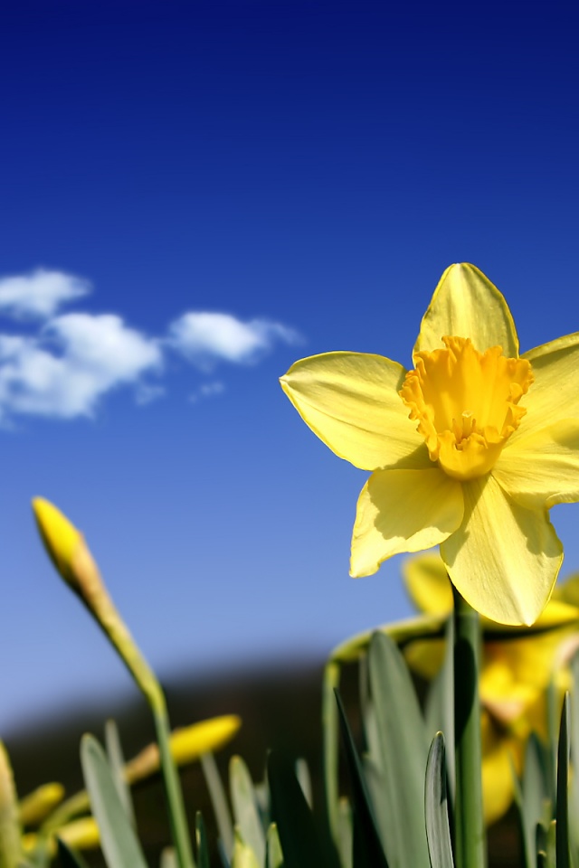 Iphone daffodils HD wallpapers  Pxfuel