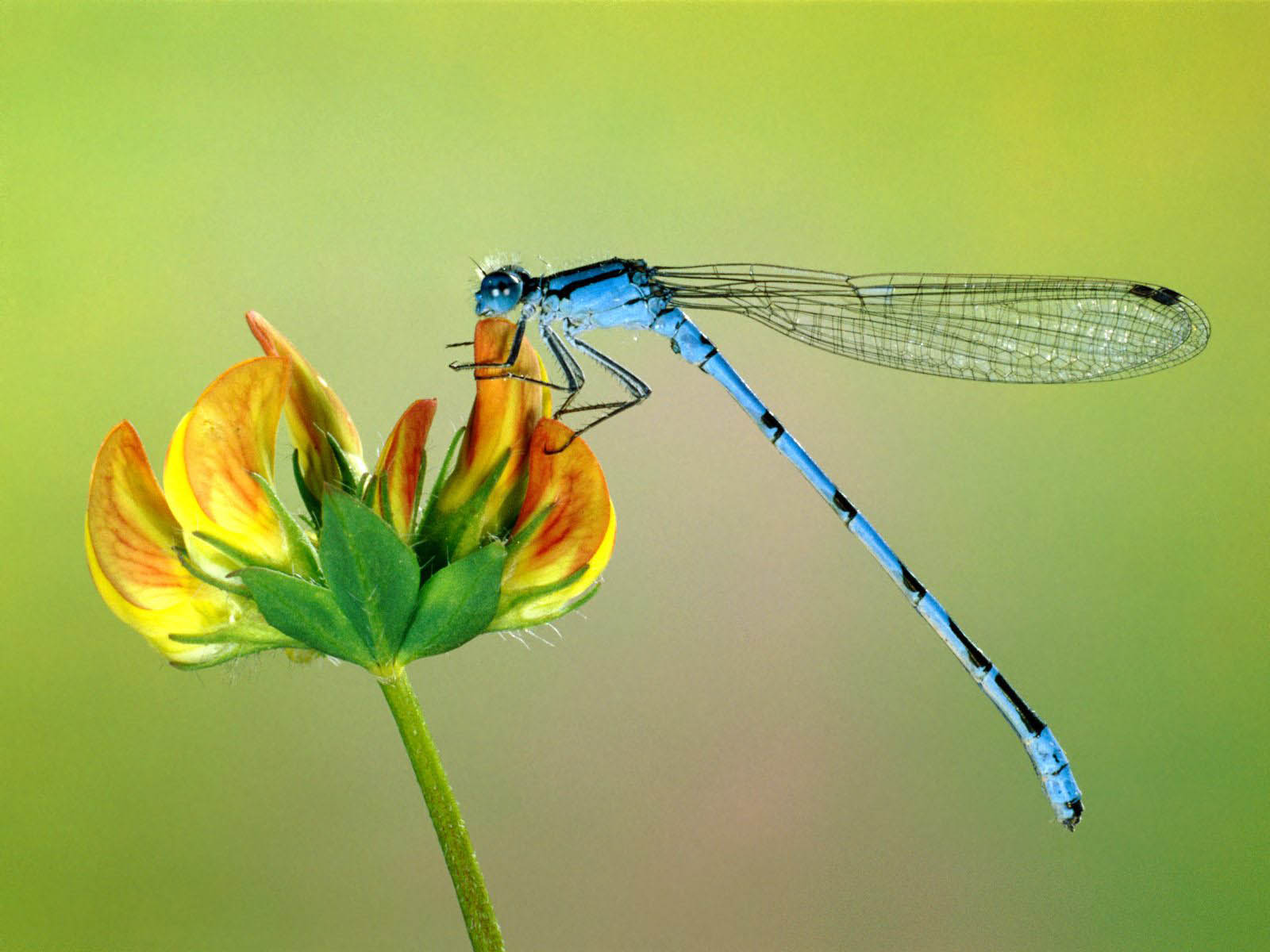 Dragonfly Wallpaper Background Photos Image And Pictures For