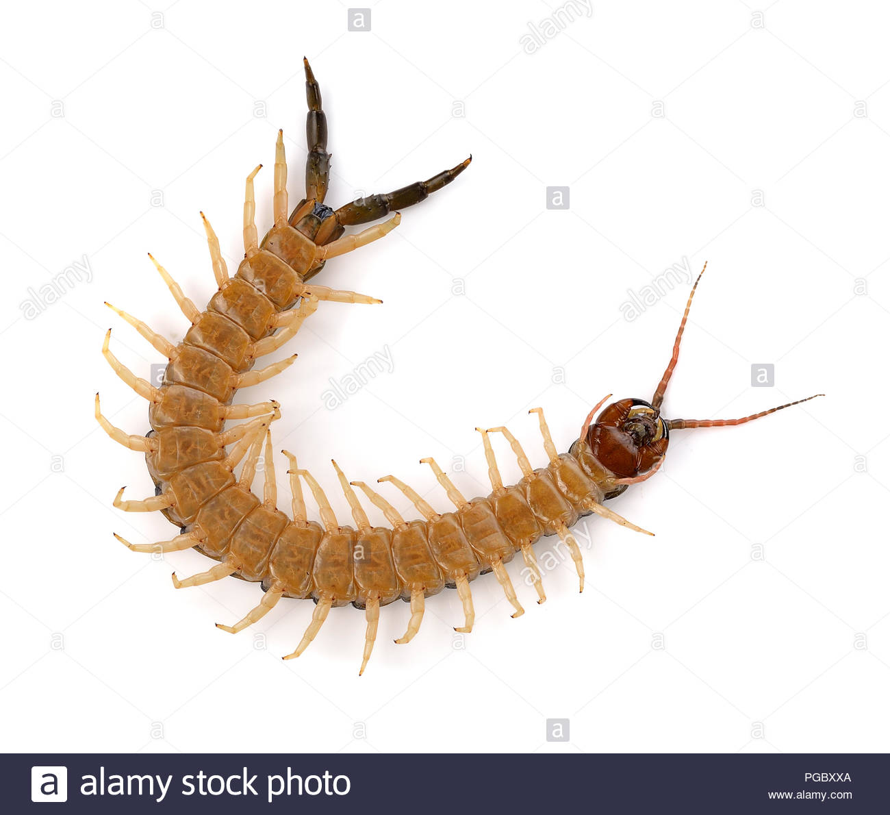 🔥 Free download centipede on white background Stock Photo [1300x1190 ...