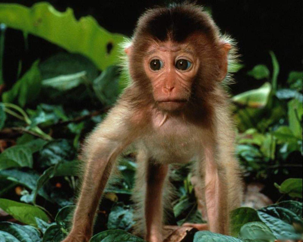 Nature Wallpaper Baby Monkey Funny