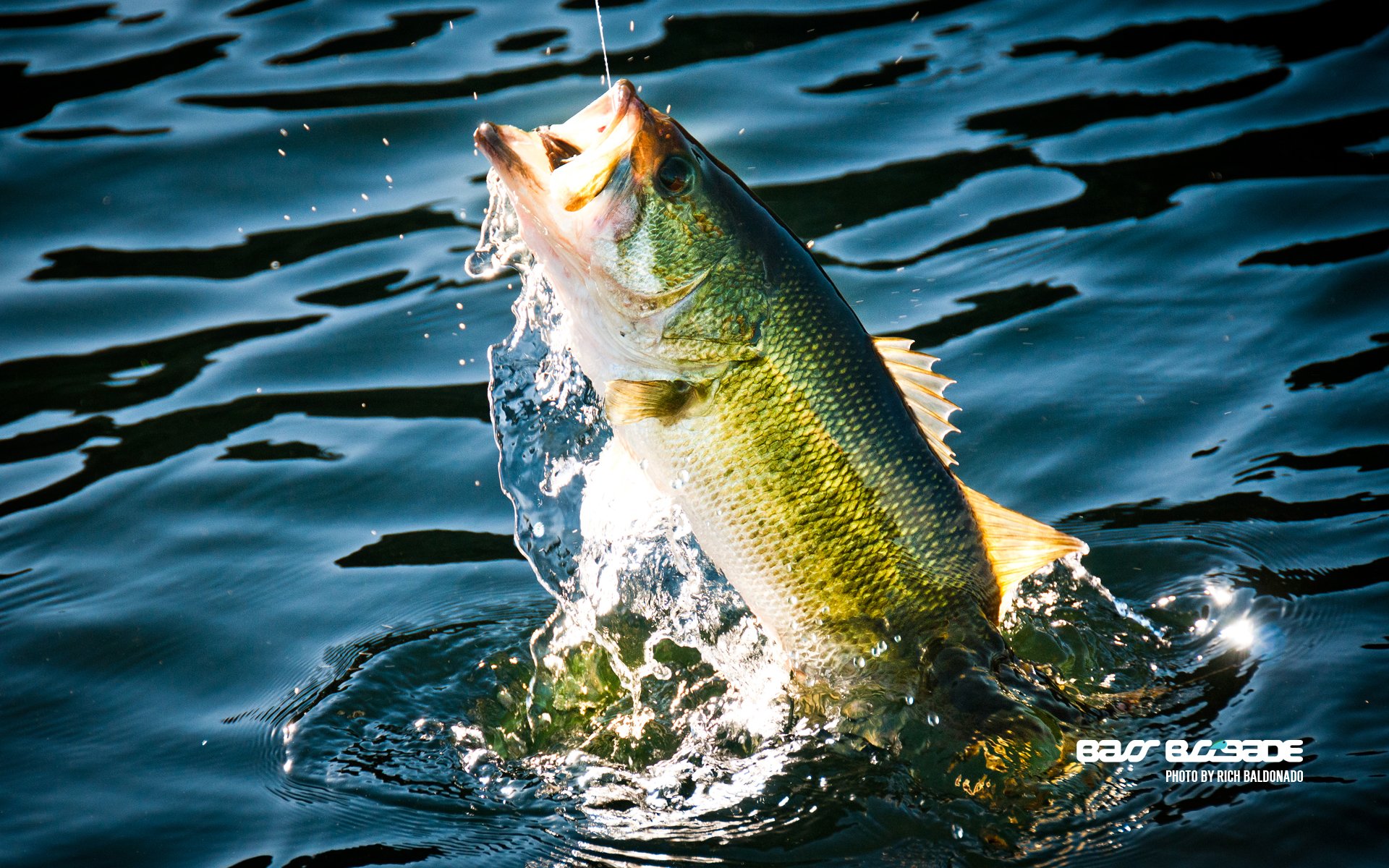 Fishing Fish Sport Water Fishes Lake River Bass Wallpaper Background