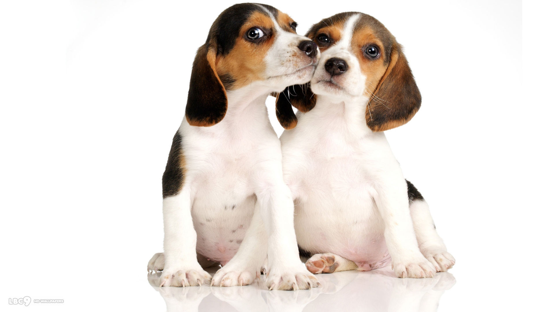 Beagle Puppy On A White Background Wallpaper And Image