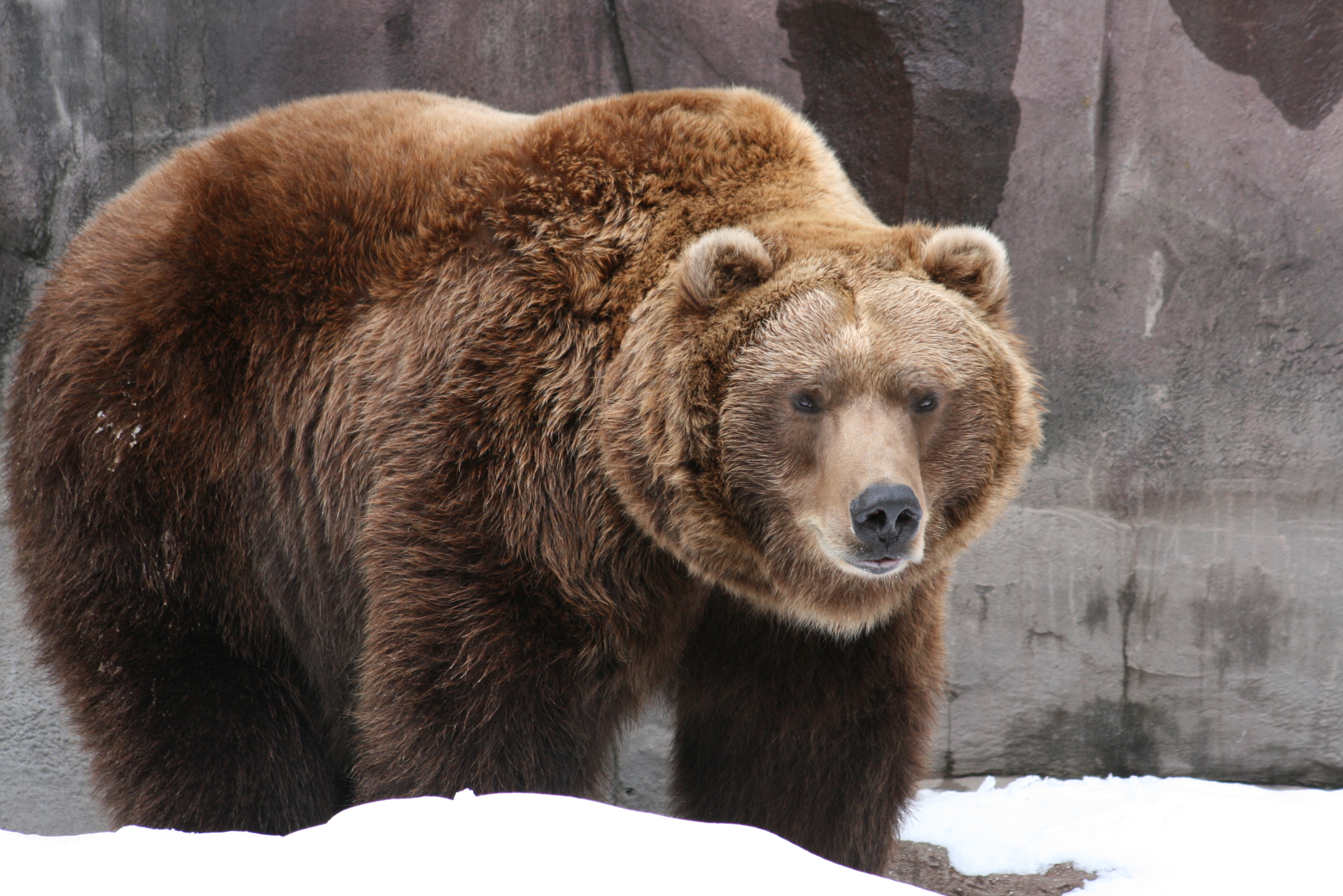 Grizzly Bear Desktop Background AnimalplaHD