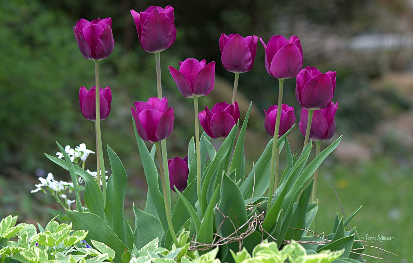 Wallpaper Nature Bright Spring Purple Tulips Image For