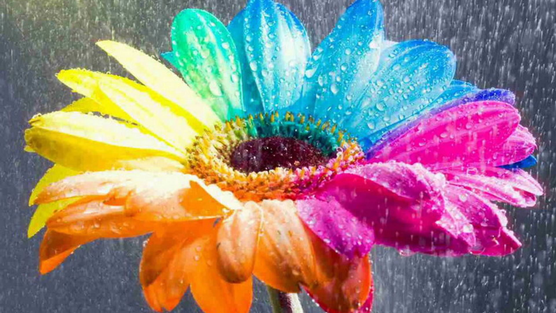 Amazing Nice Colorful Rainbow Flower HD Wallpaper
