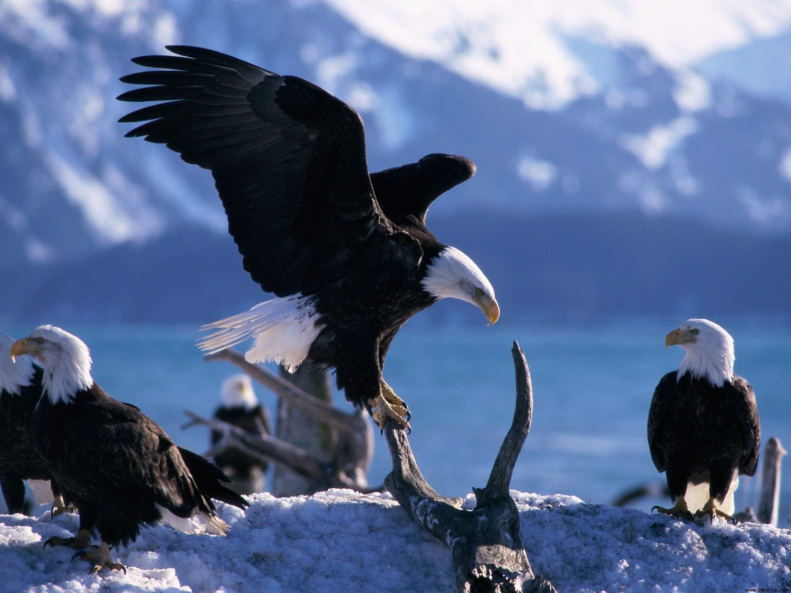 Wallpaper Collections bald eagle backgrounds