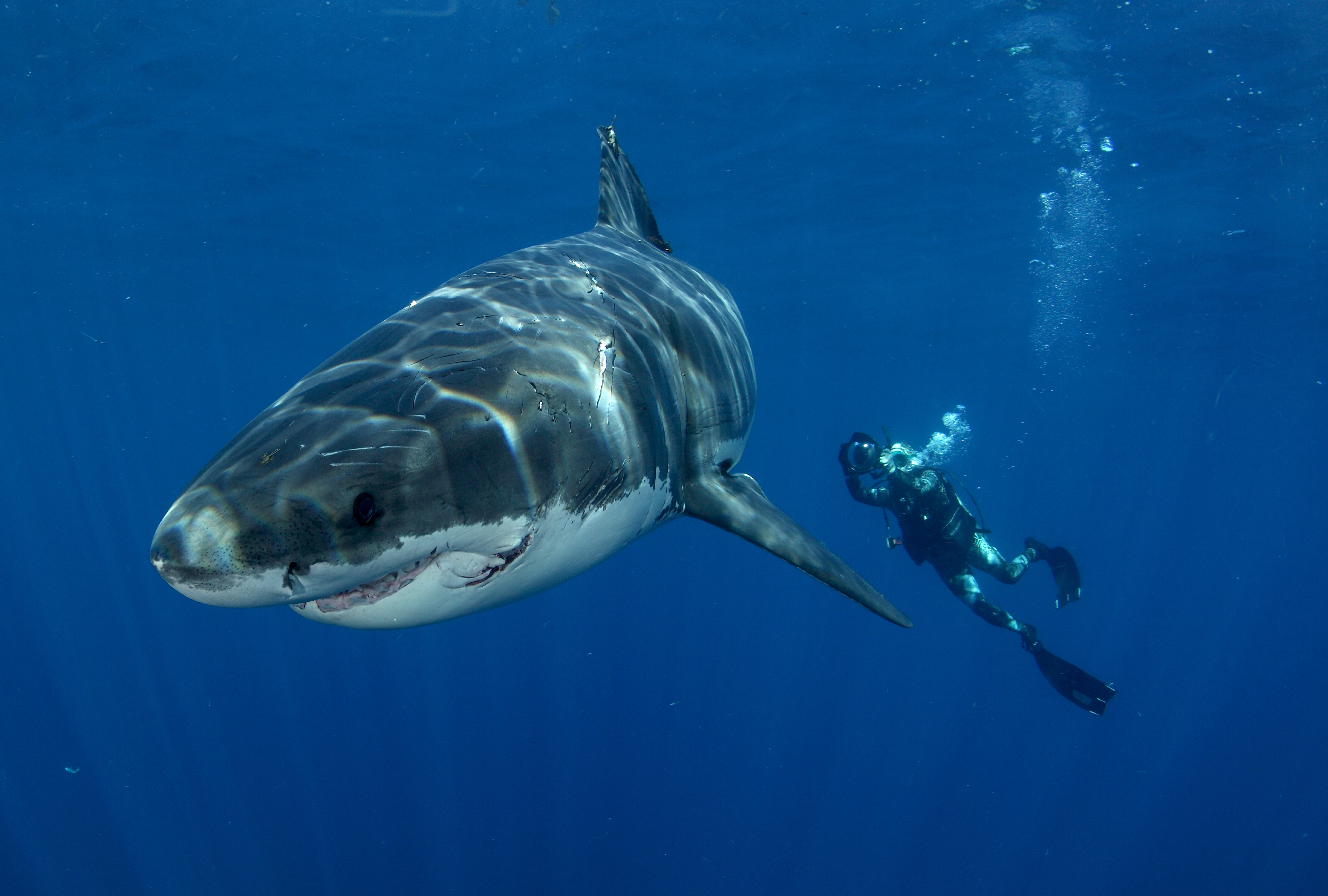 Shark Attacks Swimming Wallpaper For Ios Sharks