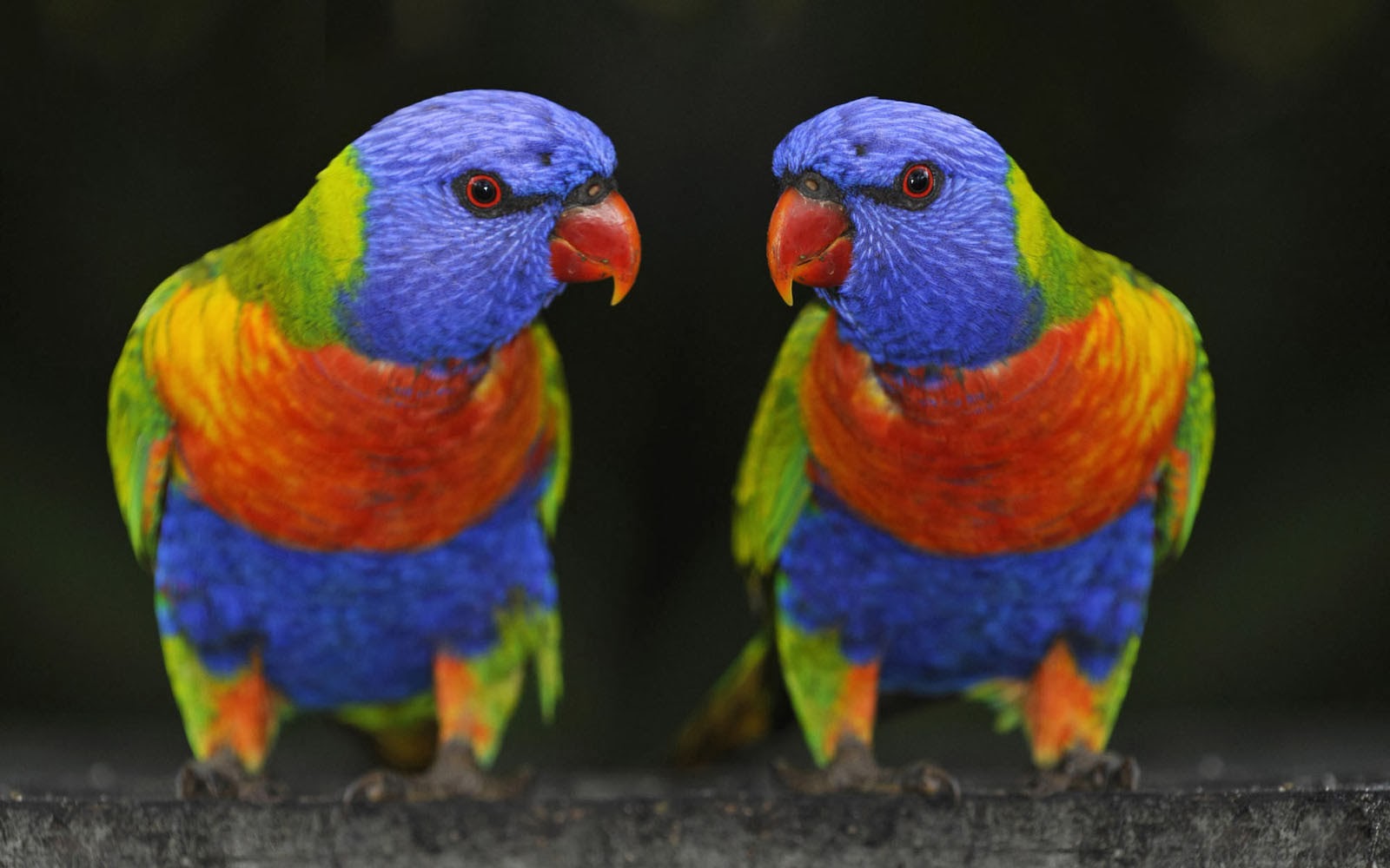 wallpapers Parrots Wallpapers