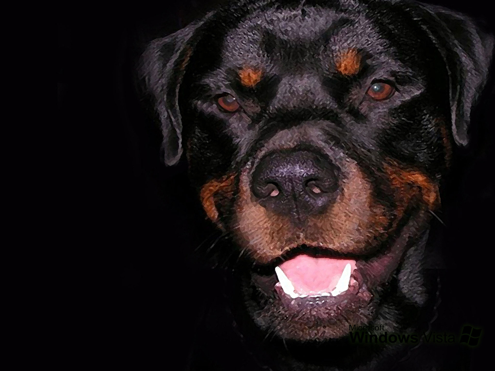 Wallpapers   Rottweiler by jctanamal   Customizeorg