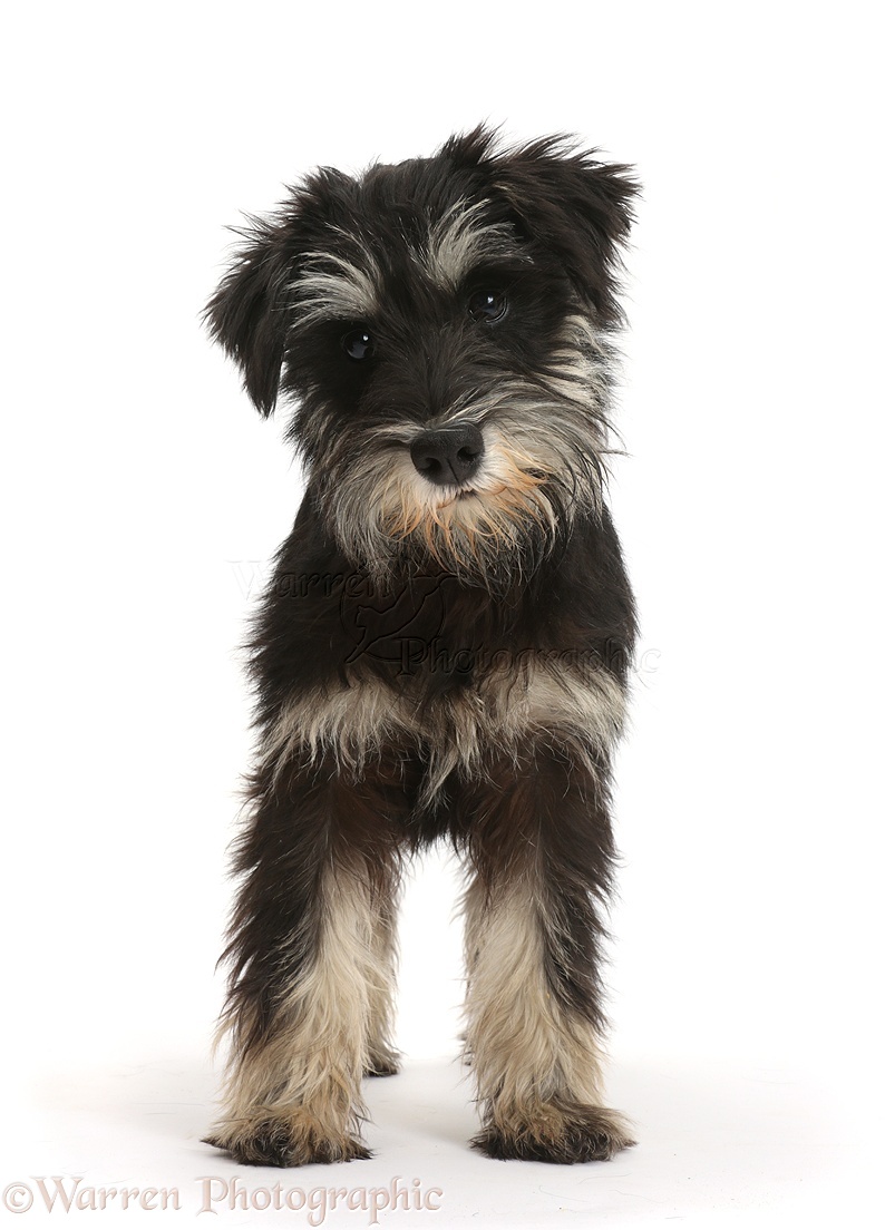 Dog Miniature Schnauzer Photo Wp44284