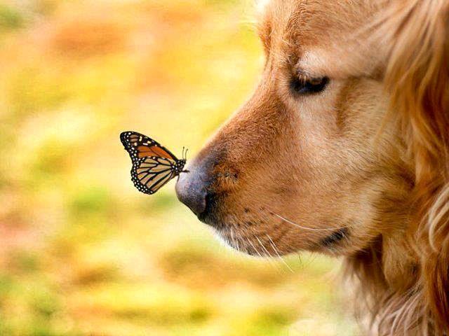 Dog And Butterfly Wallpaper Screensaver Pre