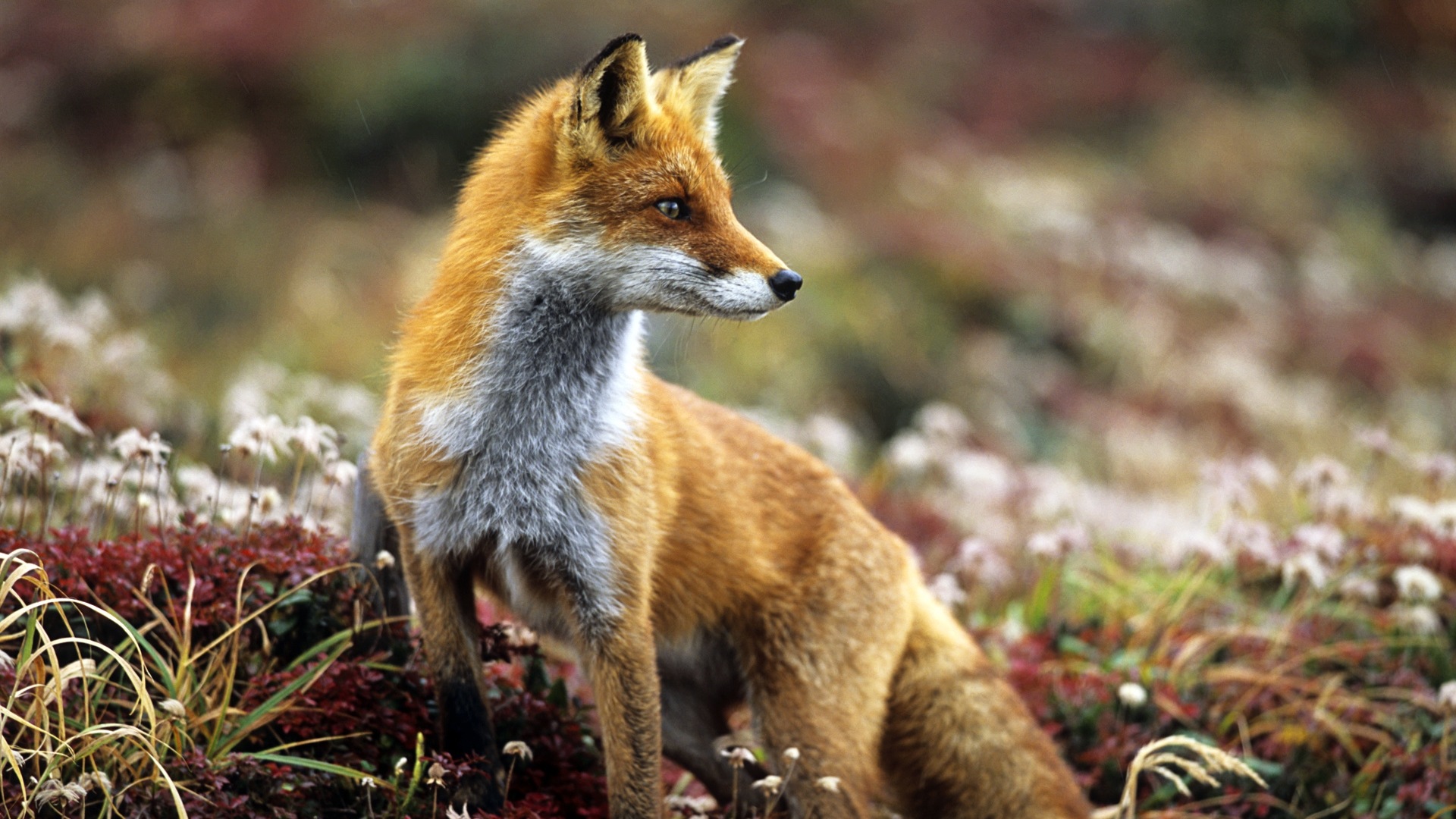 Tier Close Up Niedliche Fuchs HD Wallpaper Fox