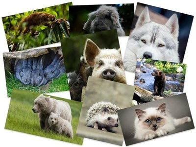 Beautiful Animals HD Wallpaper Mix Avaxhome