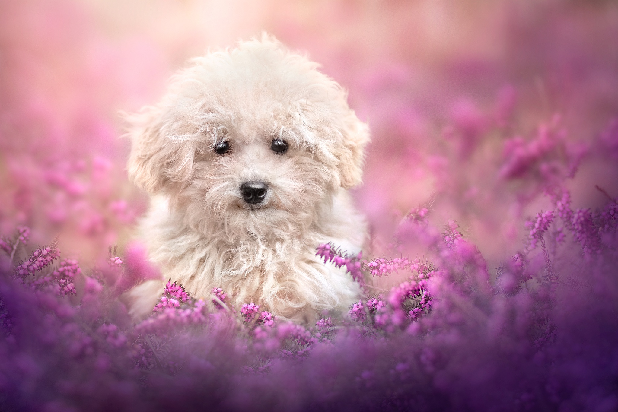 Cute Pink Puppies Wallpaper