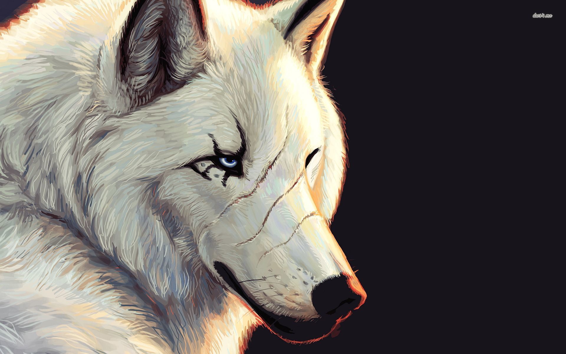 White Wolf Wallpaper