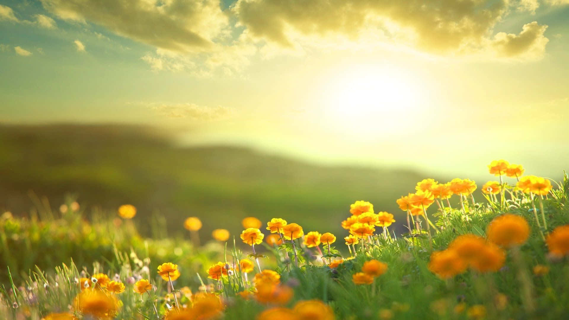 Enjoying The Beautiful Sunshine Wallpaper