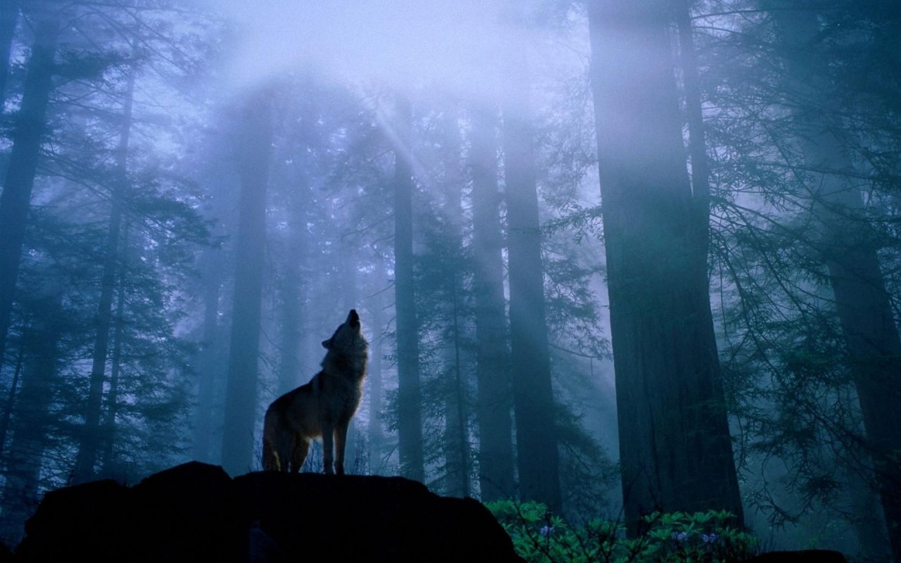 Wolf Wallpaper Pictures