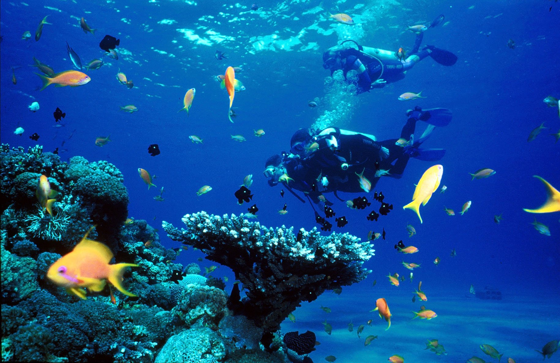 Scuba diving diver ocean sea underwater fish wallpaper