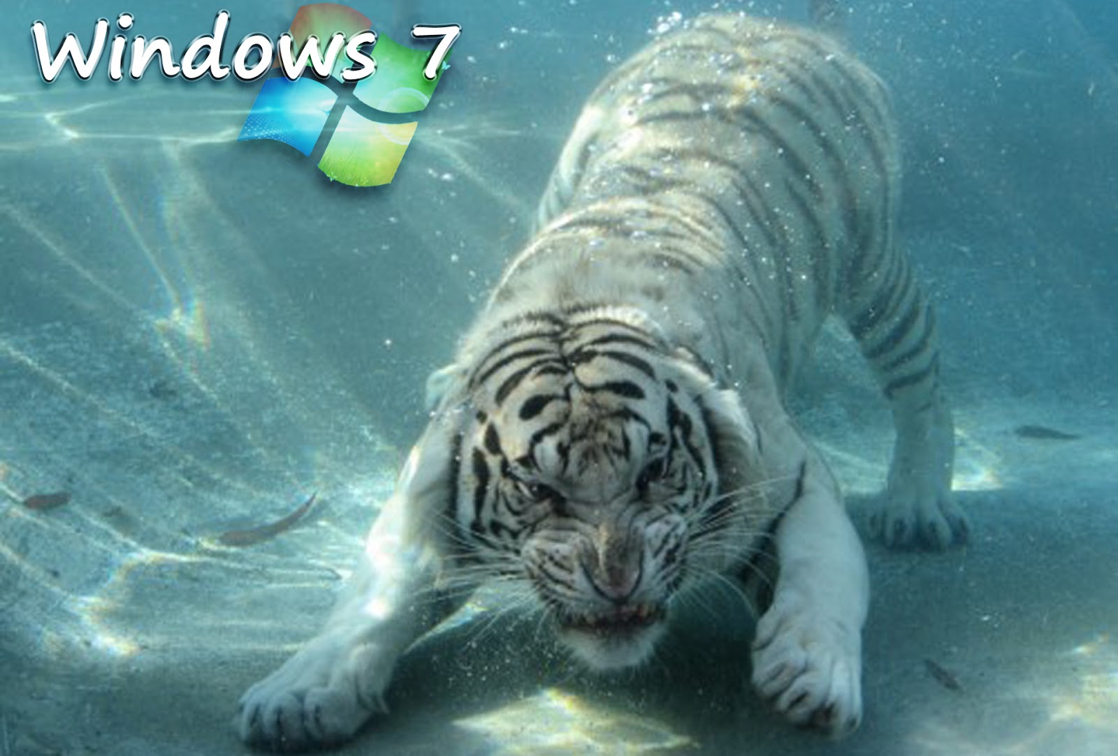 Cool Tiger Underwater Wallpaper For Win7