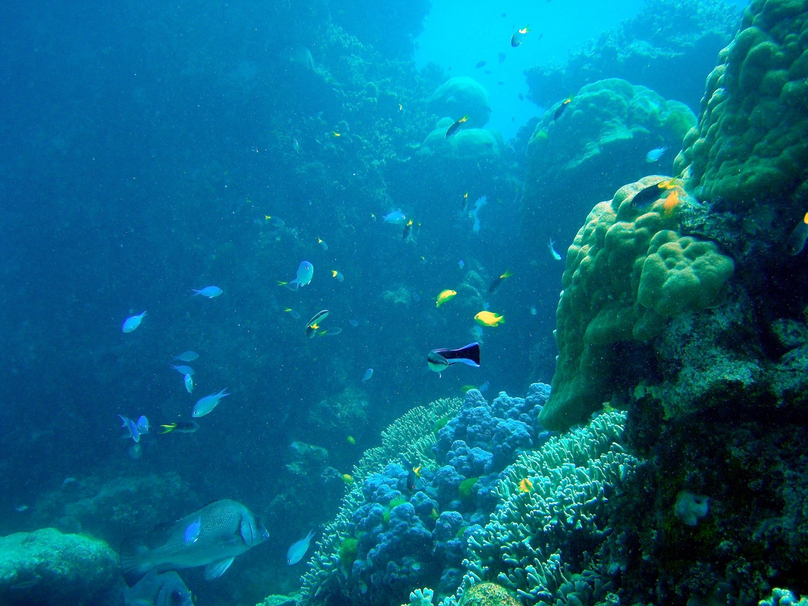 Fish Underwater Coral Reef Great Barrier Wallpaper Background