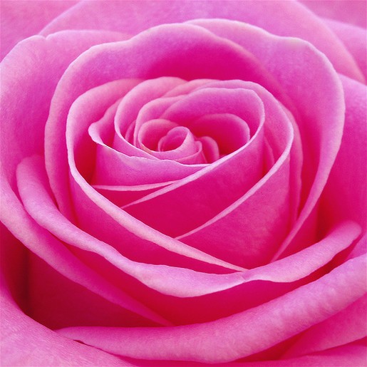 Beautiful Pink Roses Pictures