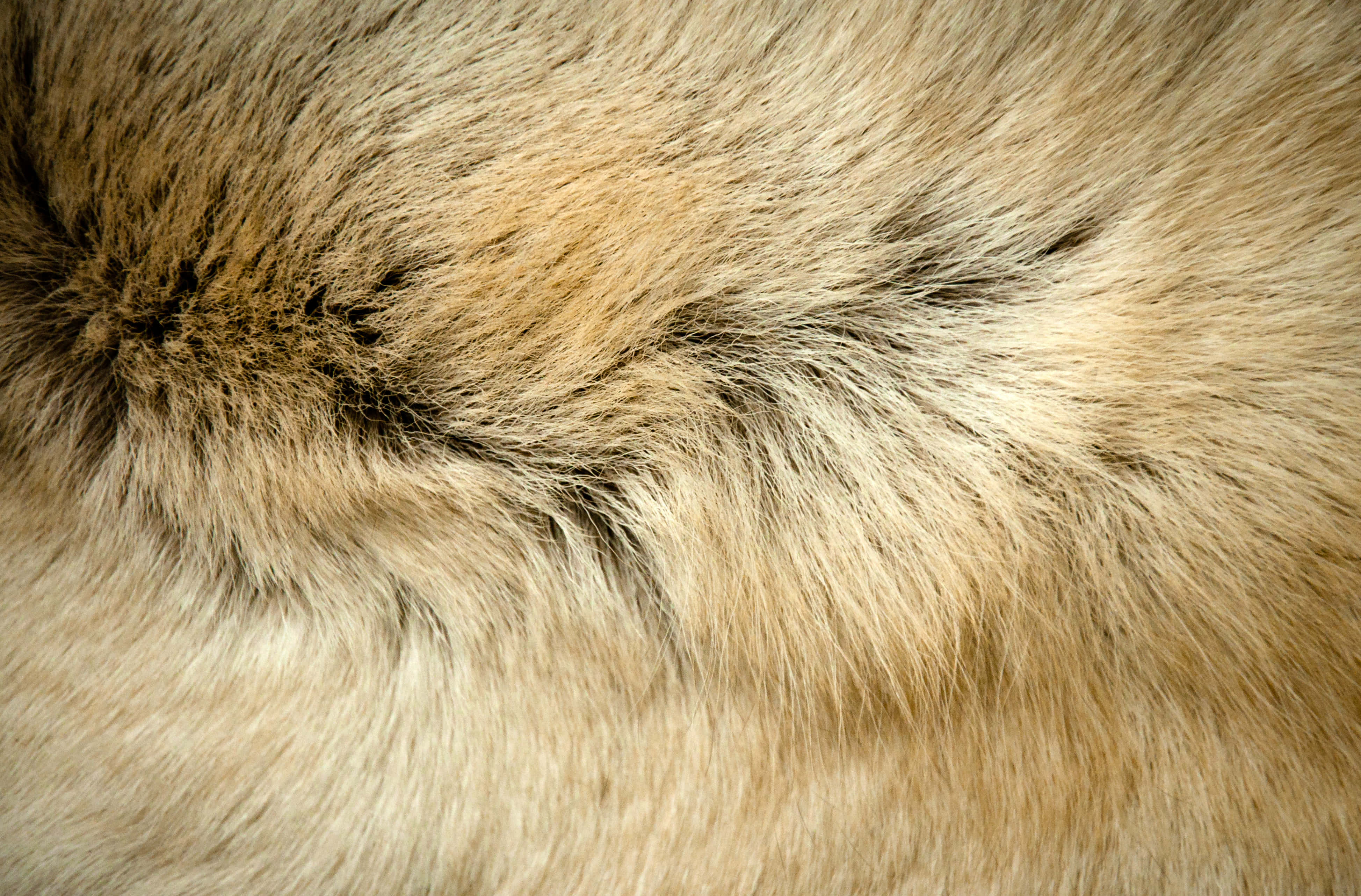 Animal Fur Picture Wallpaper