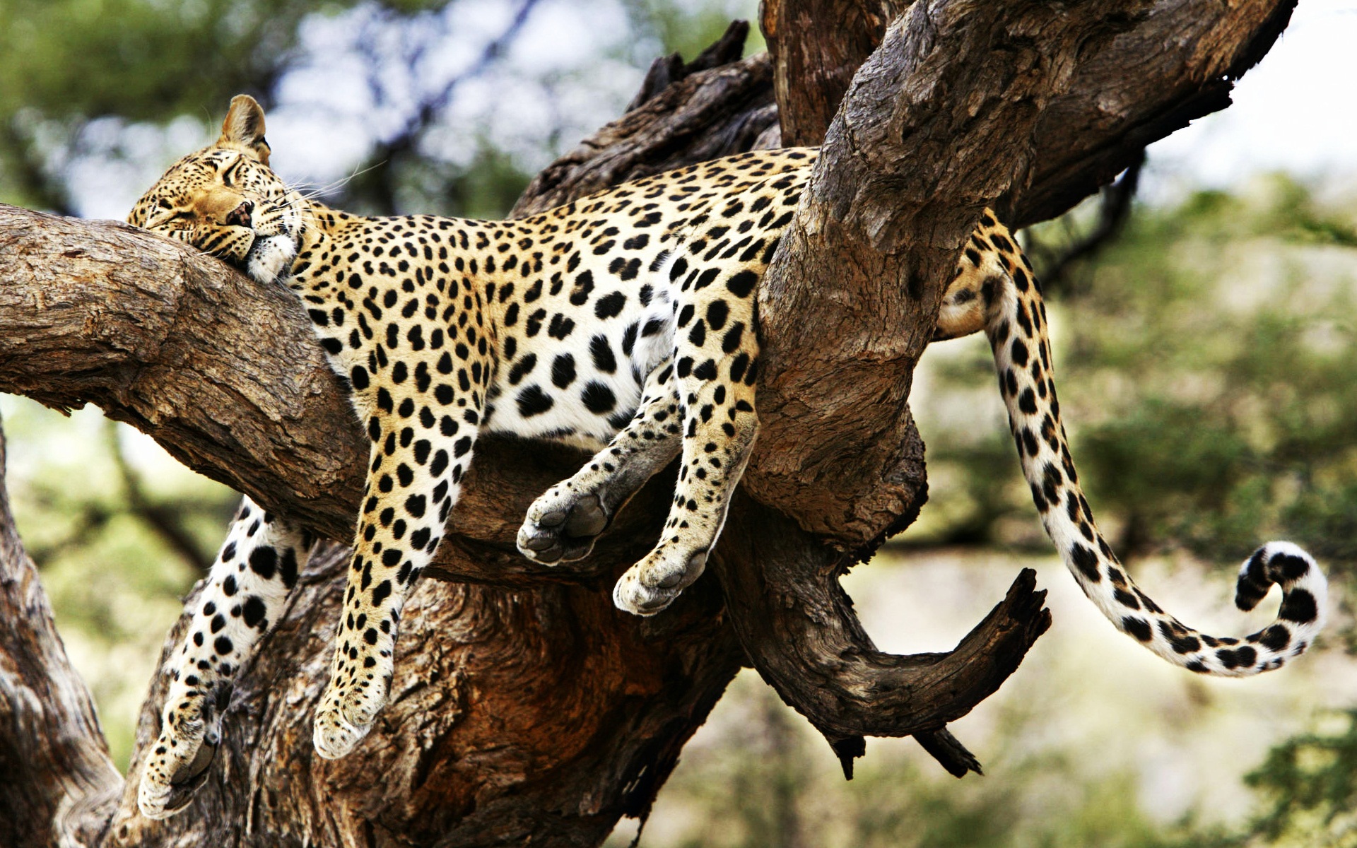 Sleeping Cheetah Wallpaper HD